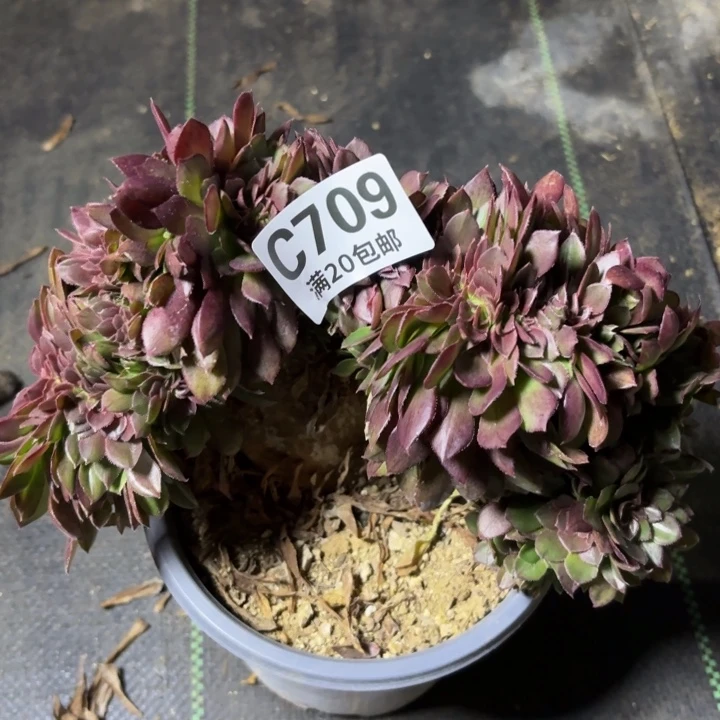 瑞妈一物一拍709