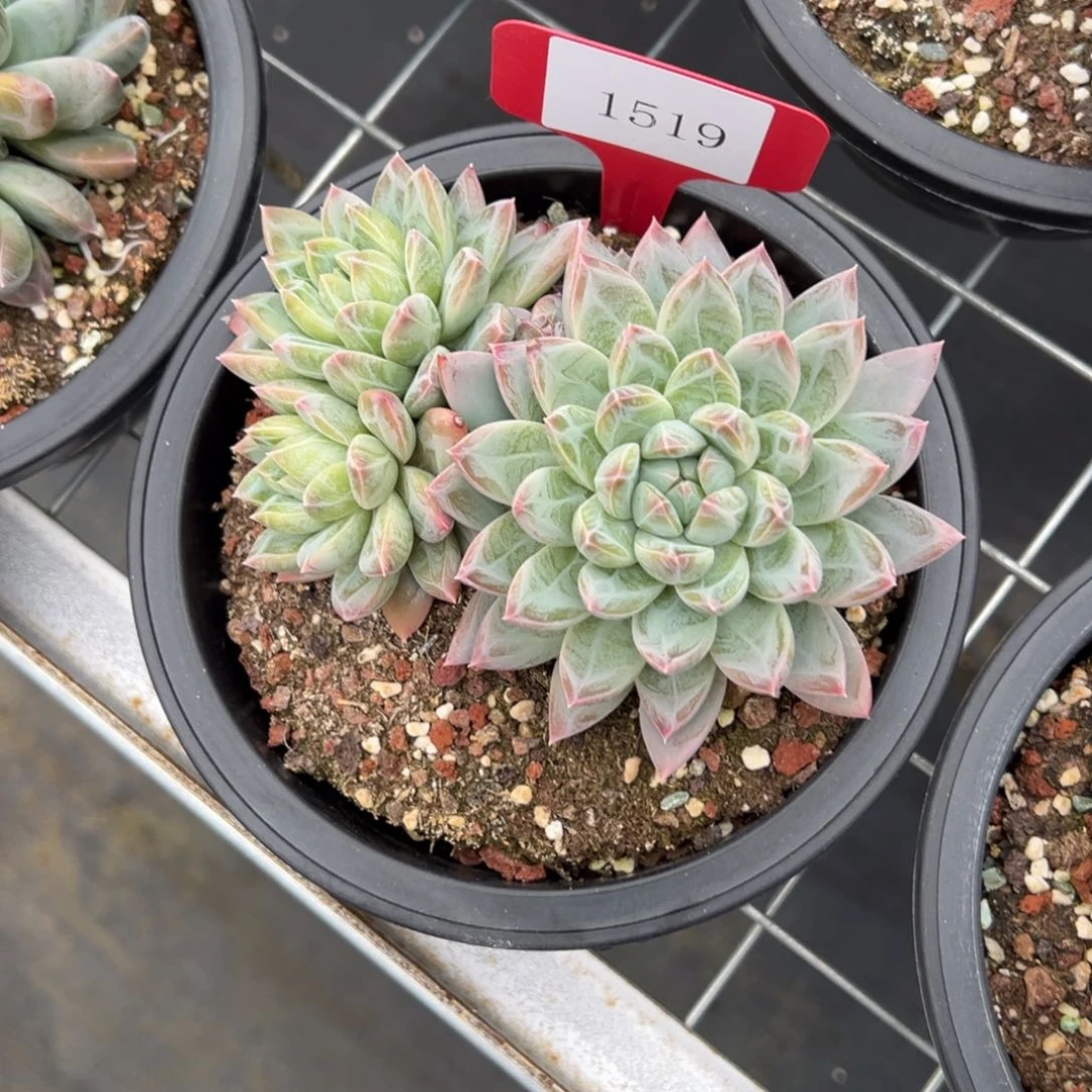 用****91519肉多么多么多哦