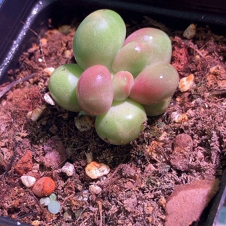 Kk奶酪锦多肉植物
