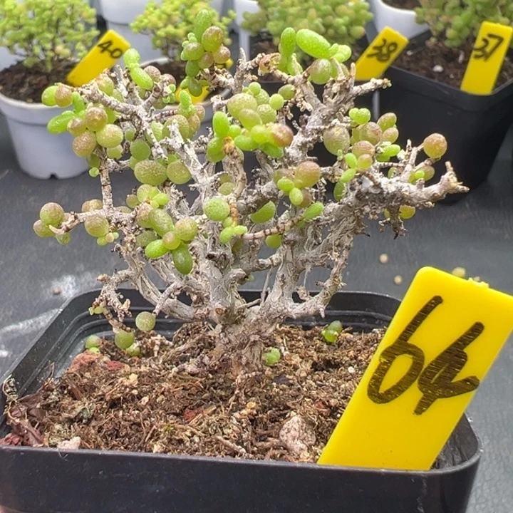 64号老桩米粒 一物一拍
