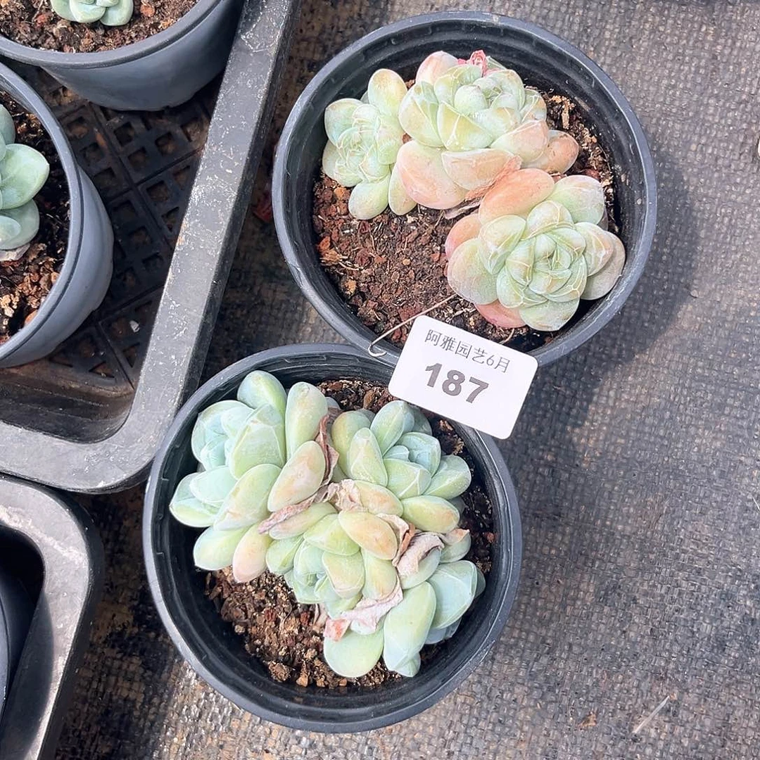 阿雅园艺。    187冰玉