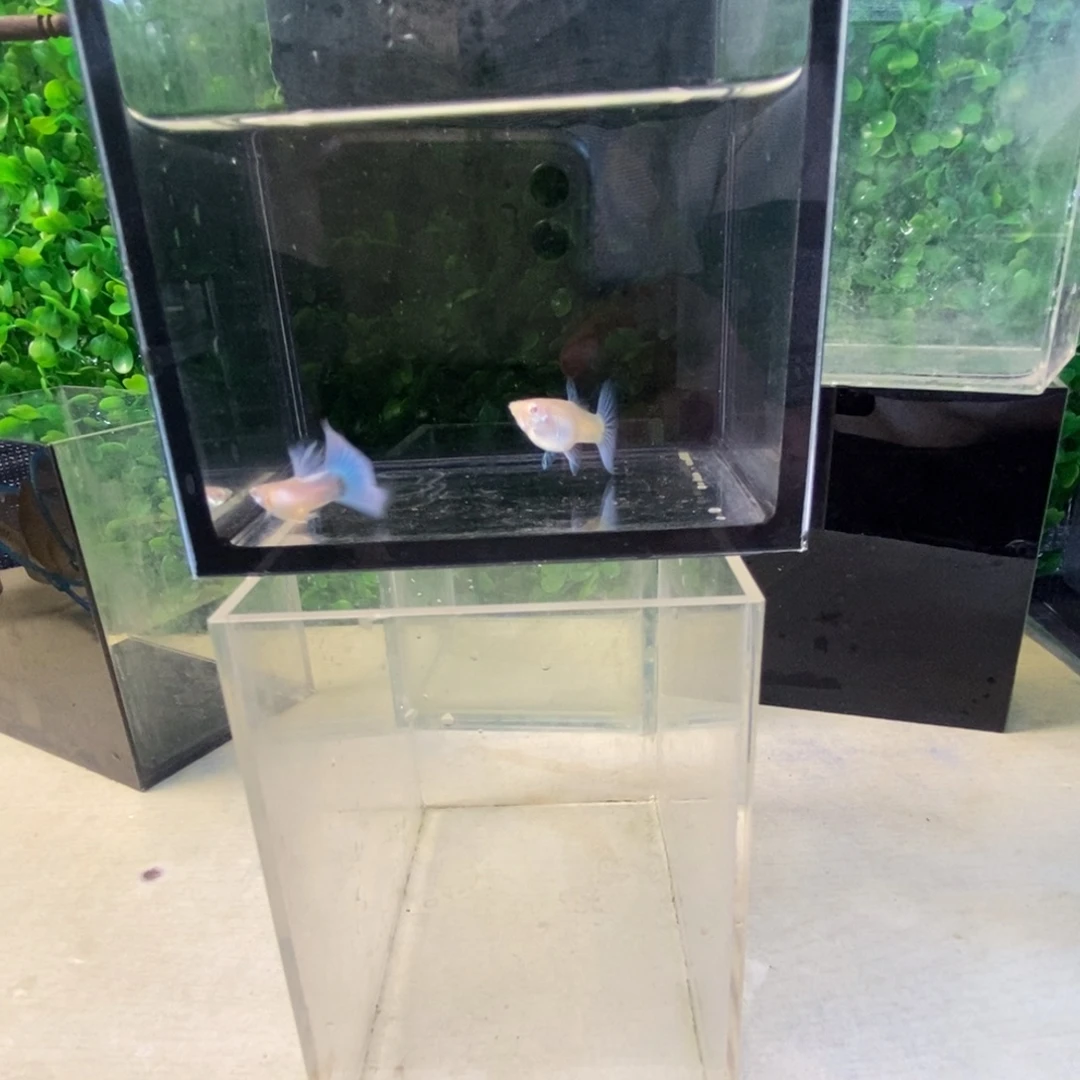 孔雀鱼紫白欧翼一对