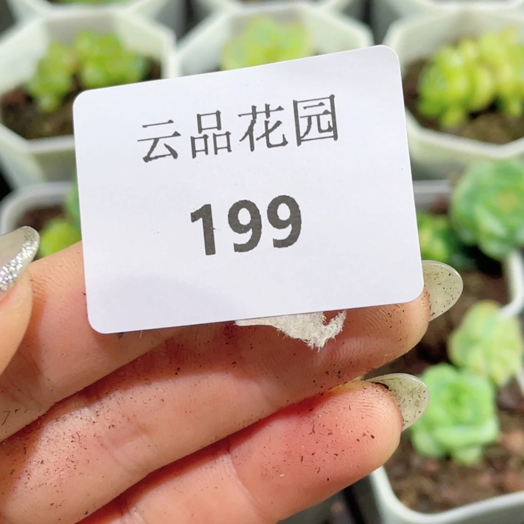 R****199号糖心冰心珍妮8