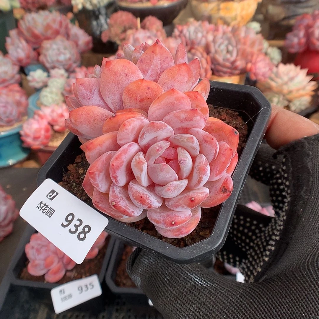 938雪天使多肉植物666