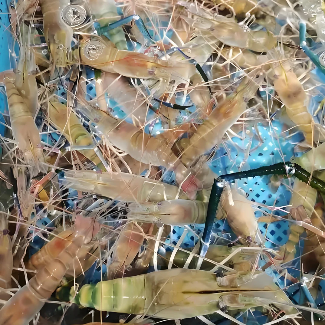 1 号现称虾蟹鱼链接小时到家 kg