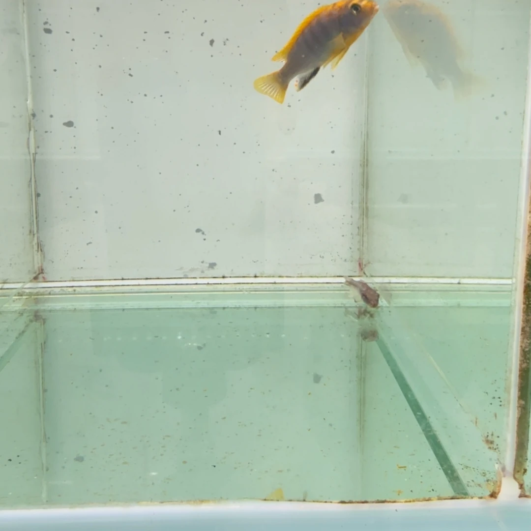 慈鲷427红鸡。