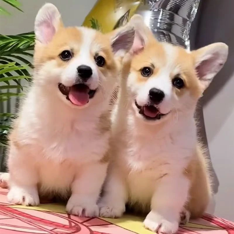 （辛巴柯基家族）T狗狗活体