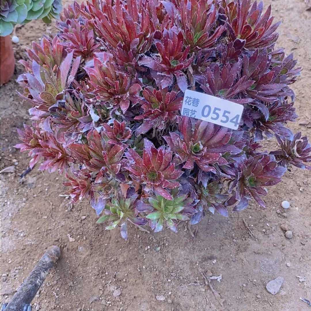 554 号一物一拍多肉植物