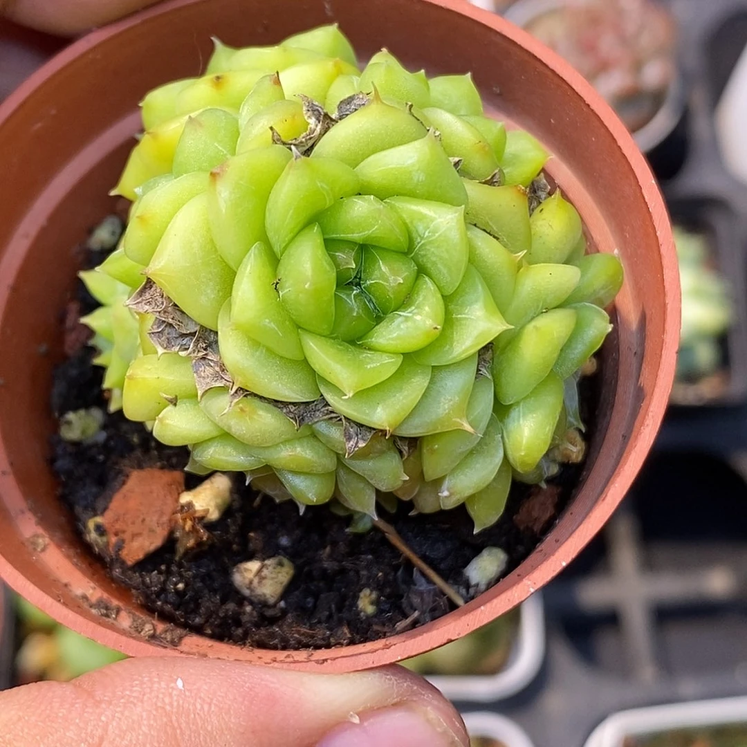 麦秆30包邮非偏远