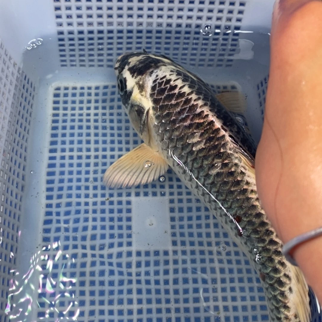 锦鲤冷水锦鲤包邮