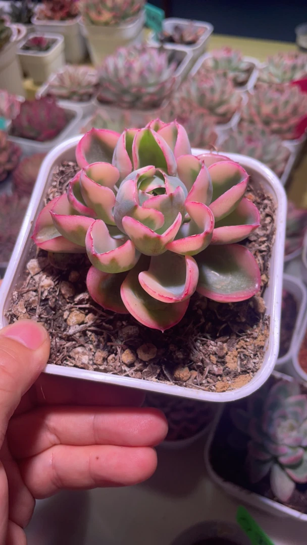 雨滴多肉锦盆栽花卉
