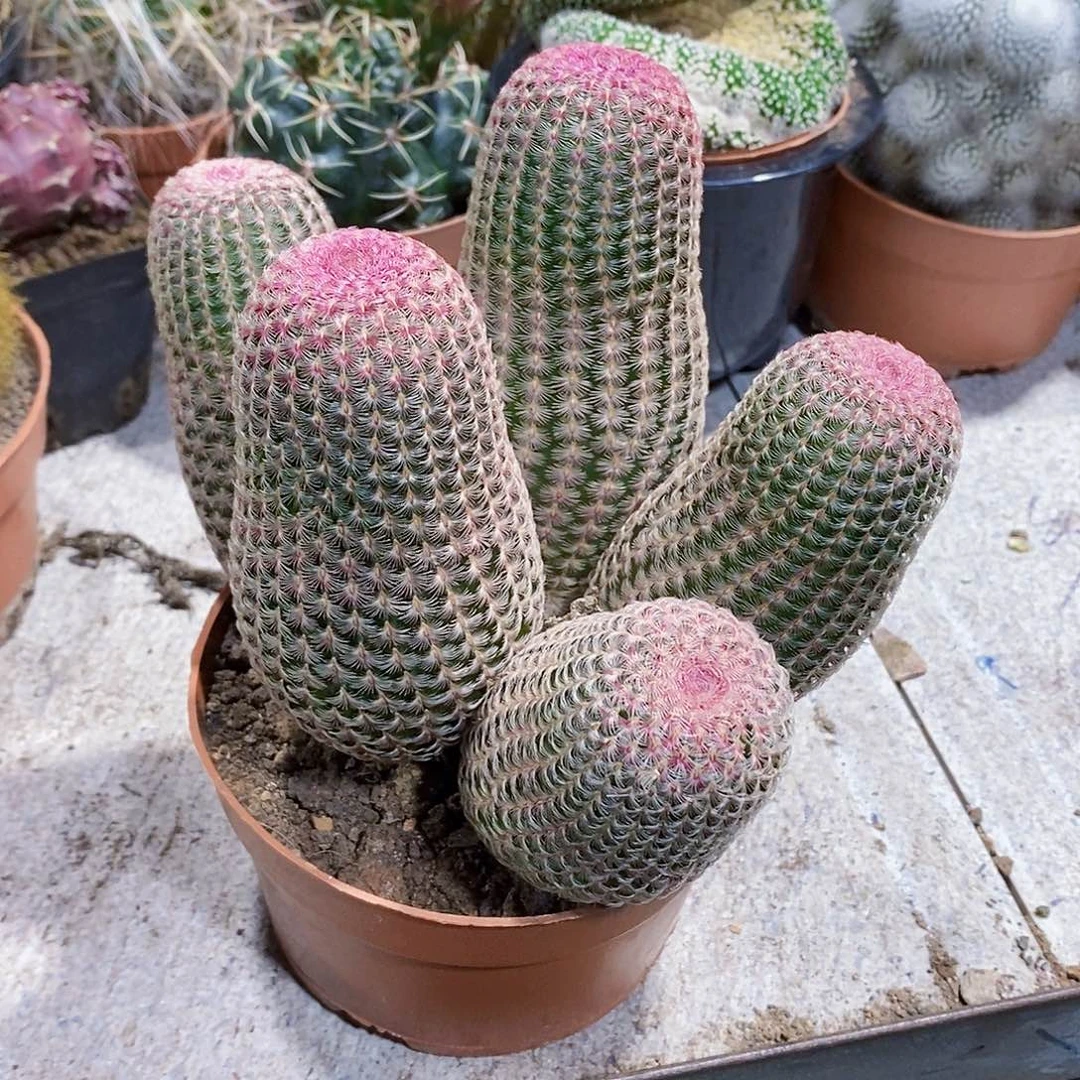 红太阳11111111111111111个