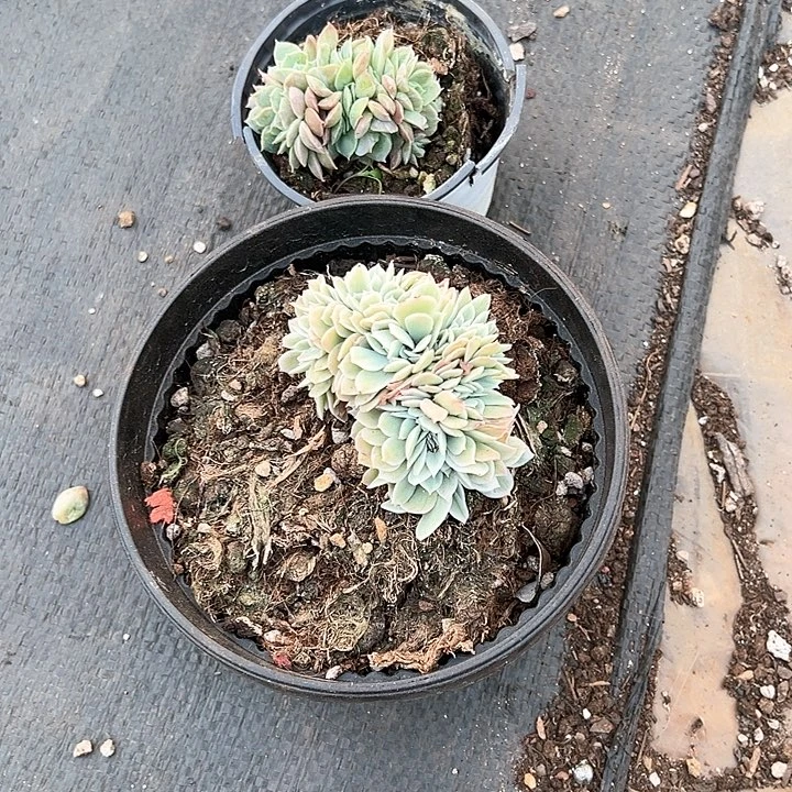 多肉植物一物一拍缀化两颗