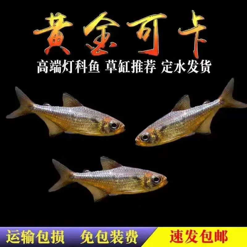 黄金可卡灯鱼苗南美进口高端灯鱼稀有群游淡水草缸热带观赏鱼活体
