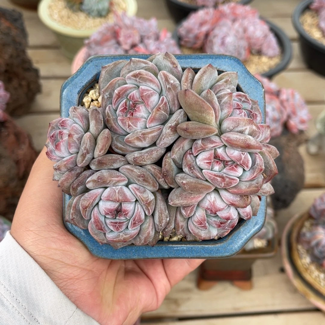 石榴籽星影一物一拍