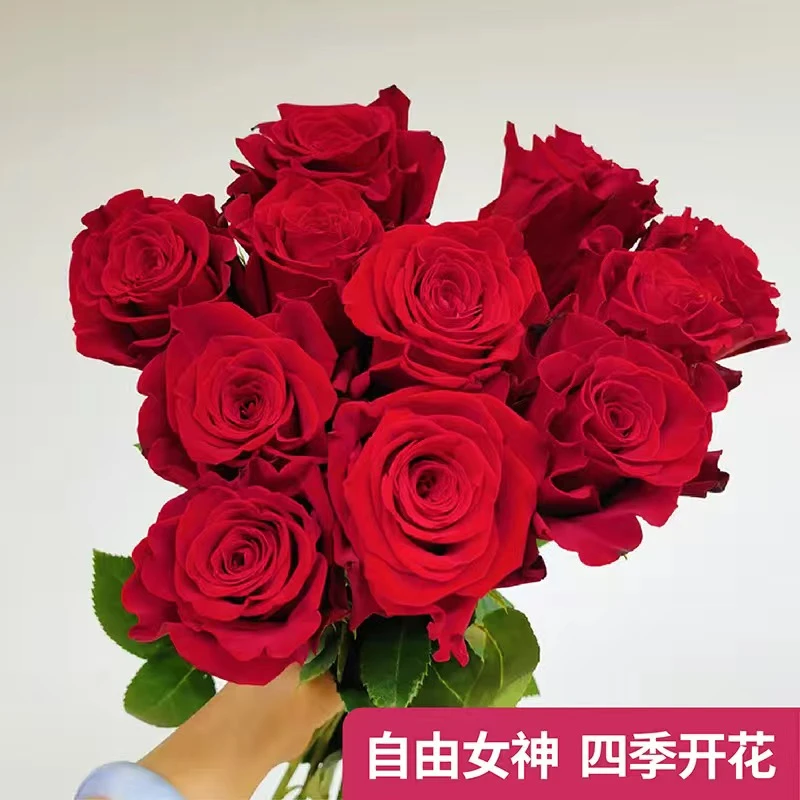自由女神云南玫瑰花苗老桩当年开花大花浓香月季老根花卉绿植盆栽