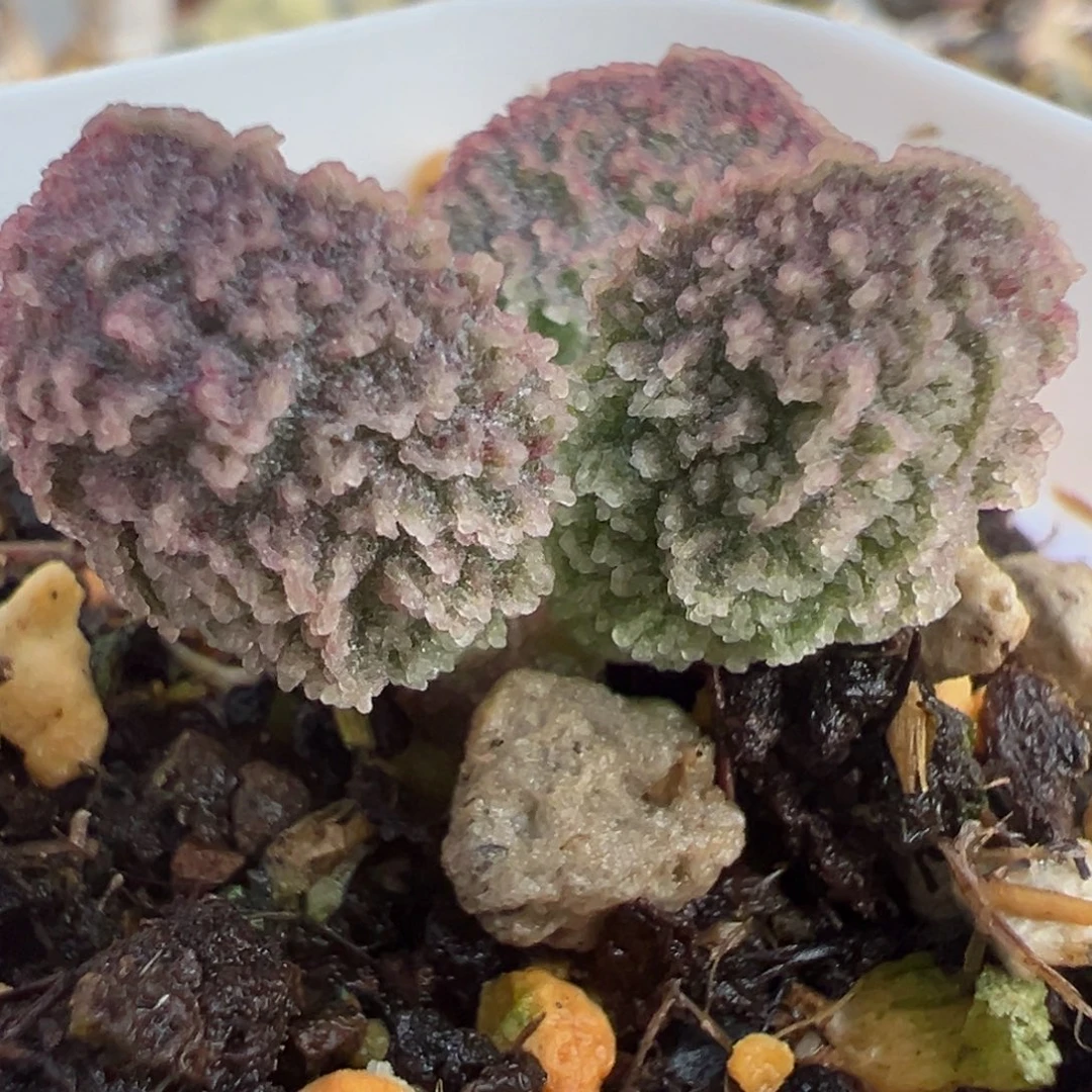 实生新品多肉植物水泡