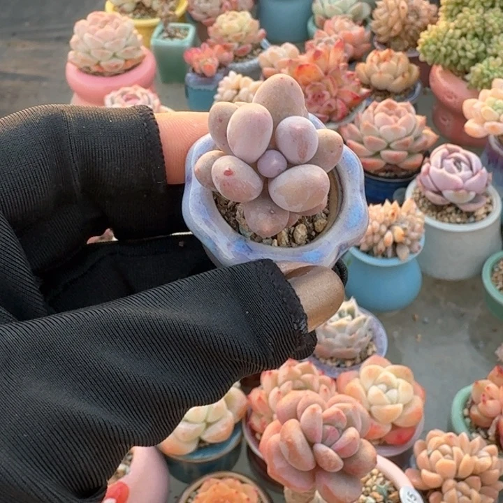 ?****精多肉含盆土 30元包邮 除偏远