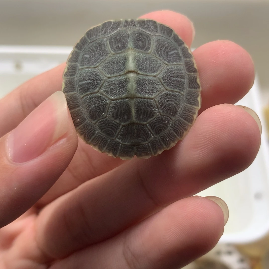 不分公母巴西彩龟