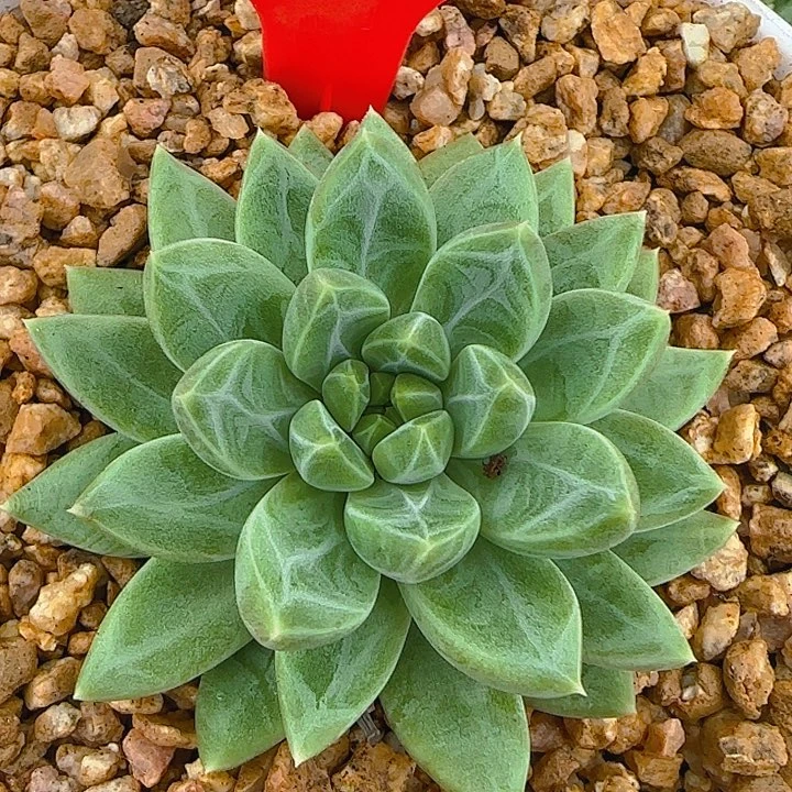 优选美人810多肉植物