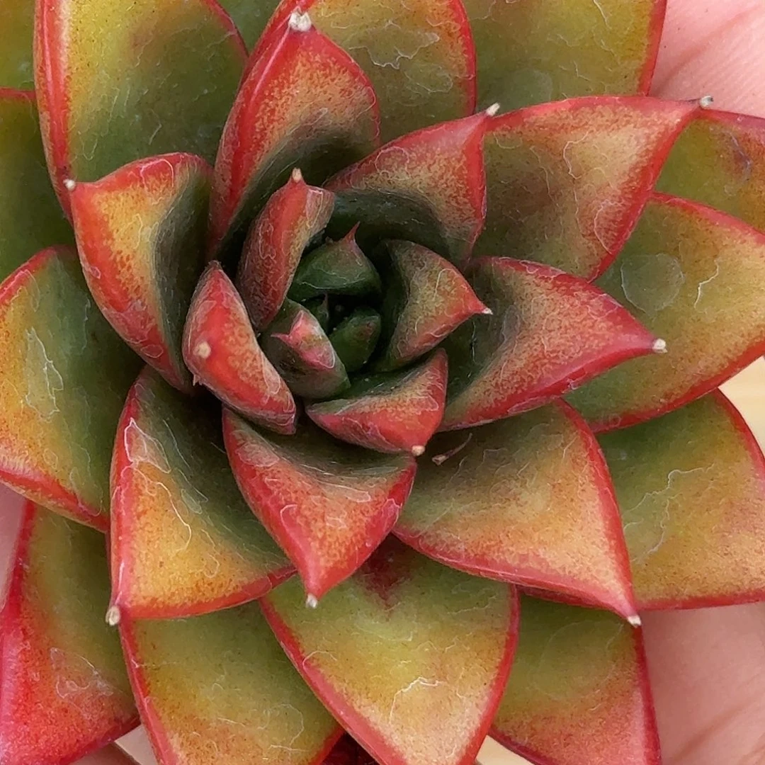 莱奥帕德红体 安吉园艺锦