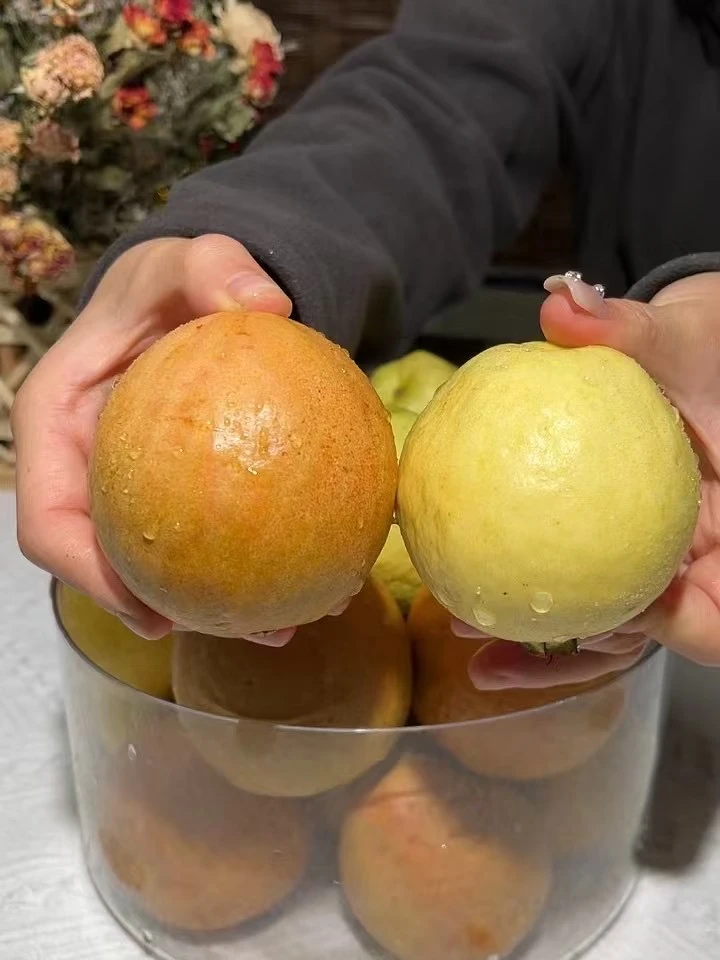 广西红心白心芭乐番石榴新鲜水果软芭乐树上熟软糯香甜1斤3斤5斤