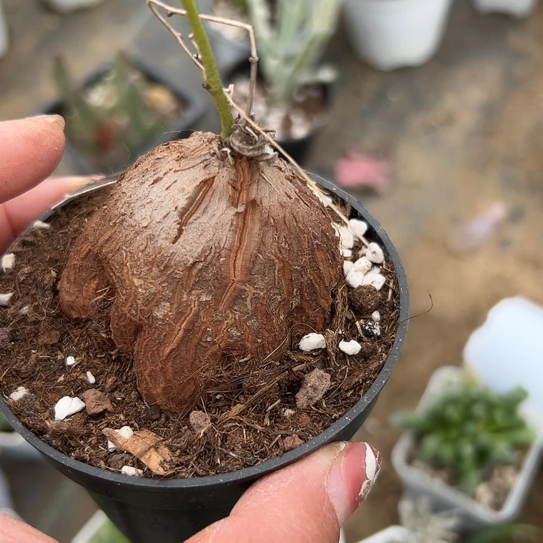 多肉植物龟甲龙单头