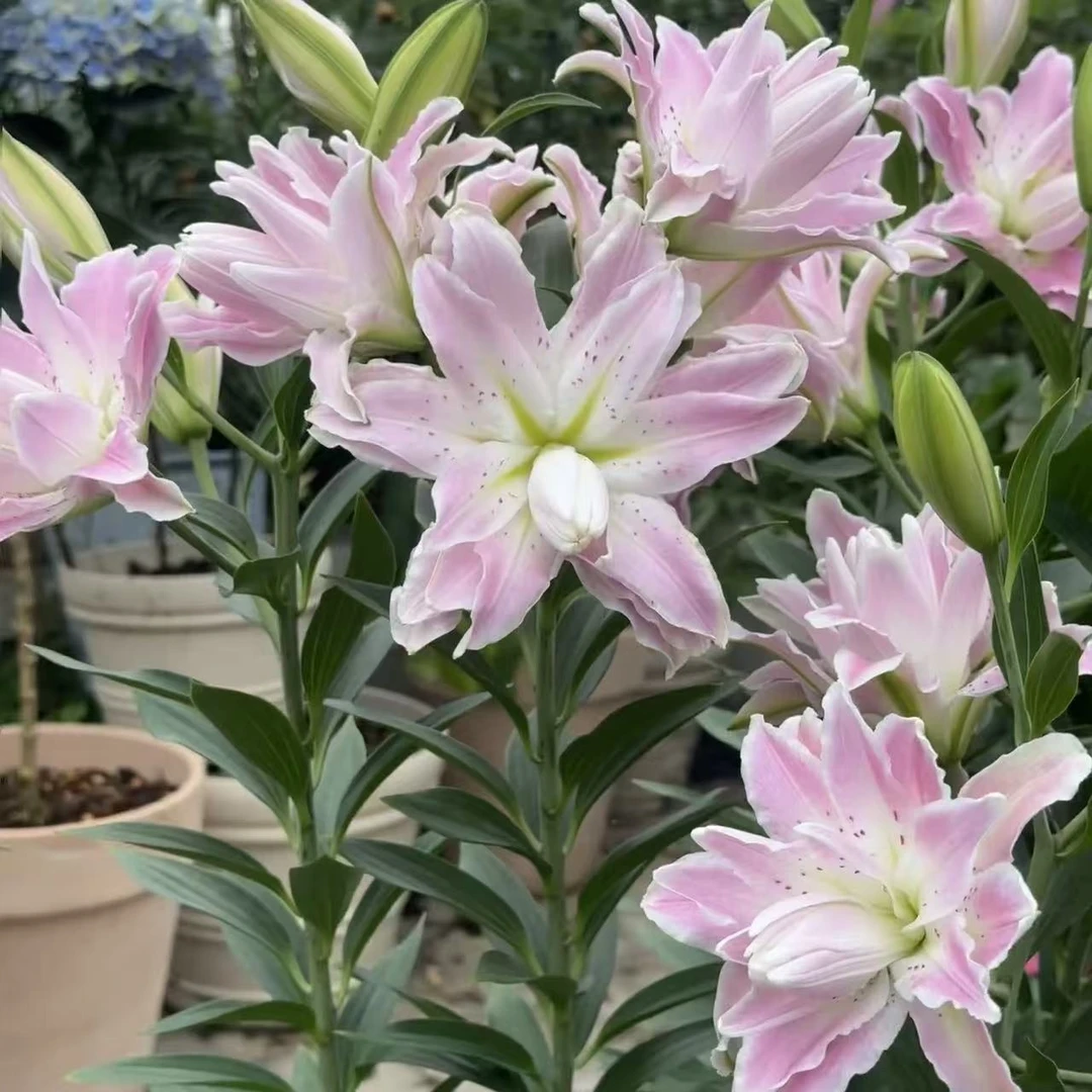 《莲花雅致》1颗百合种球阳台庭院盆栽花苗百合花种球