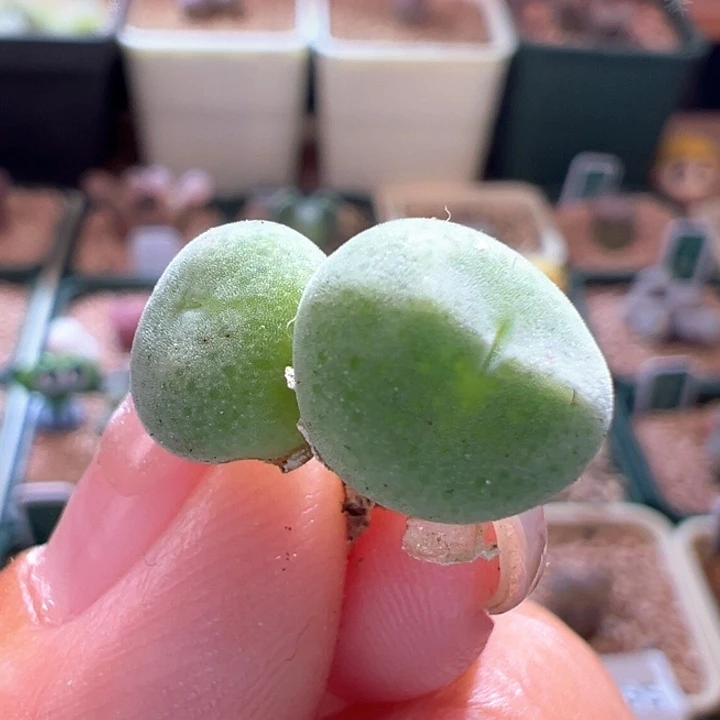 A182.  优选超好看绿豆糕。 干疤福利。