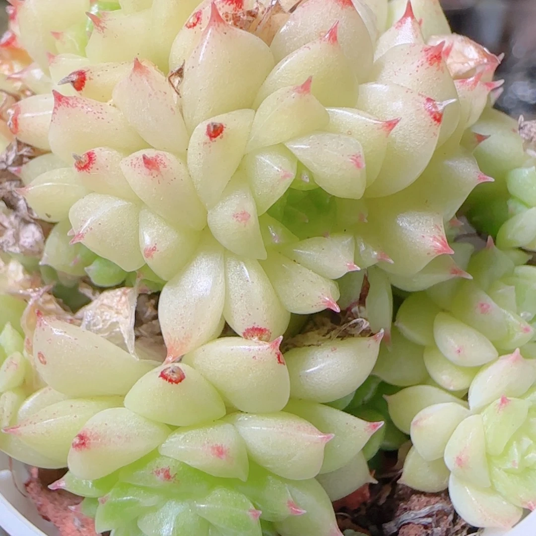 花语逸镜1103-88散