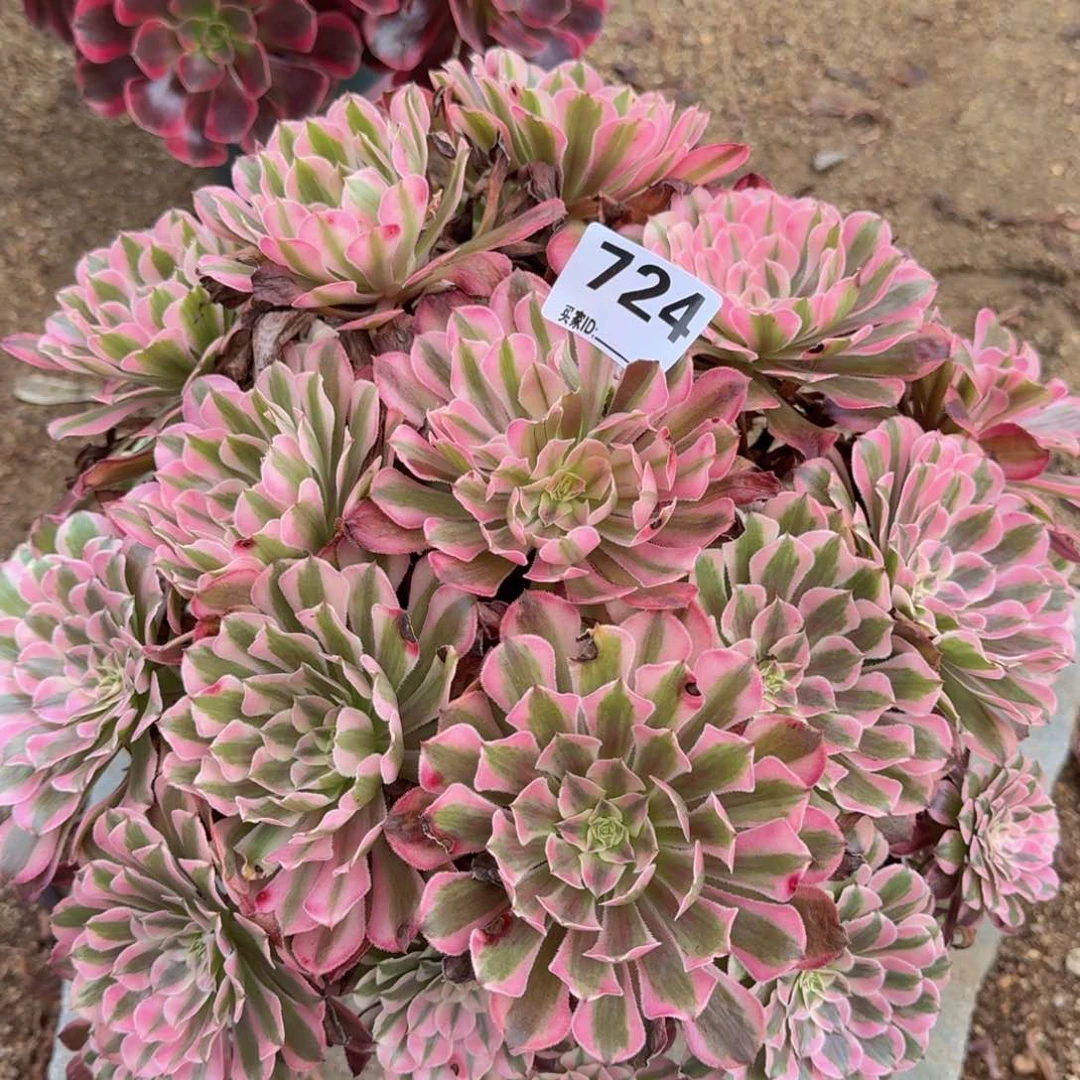 724红铜多肉植物