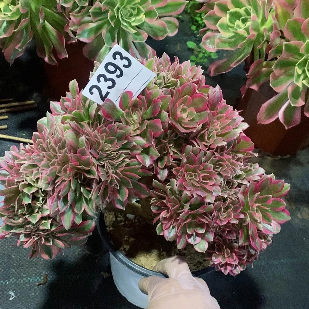 红陶2393女巫缀4多肉