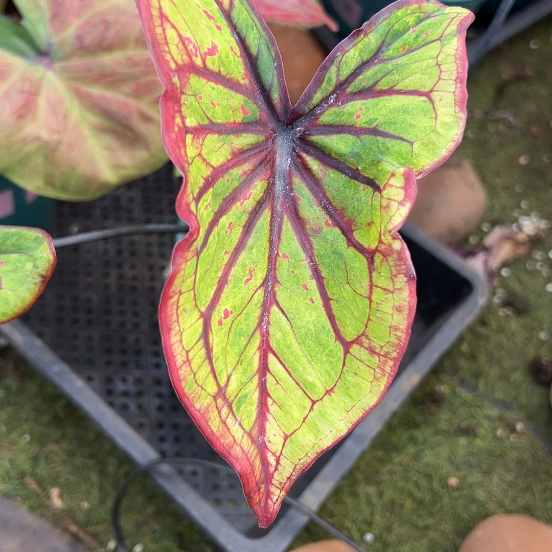 无花朵蝴蝶魔泰彩养定31