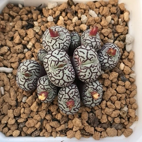 多肉肉锥 Y660墨小锥