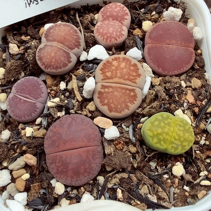 这几次被打爆554我们