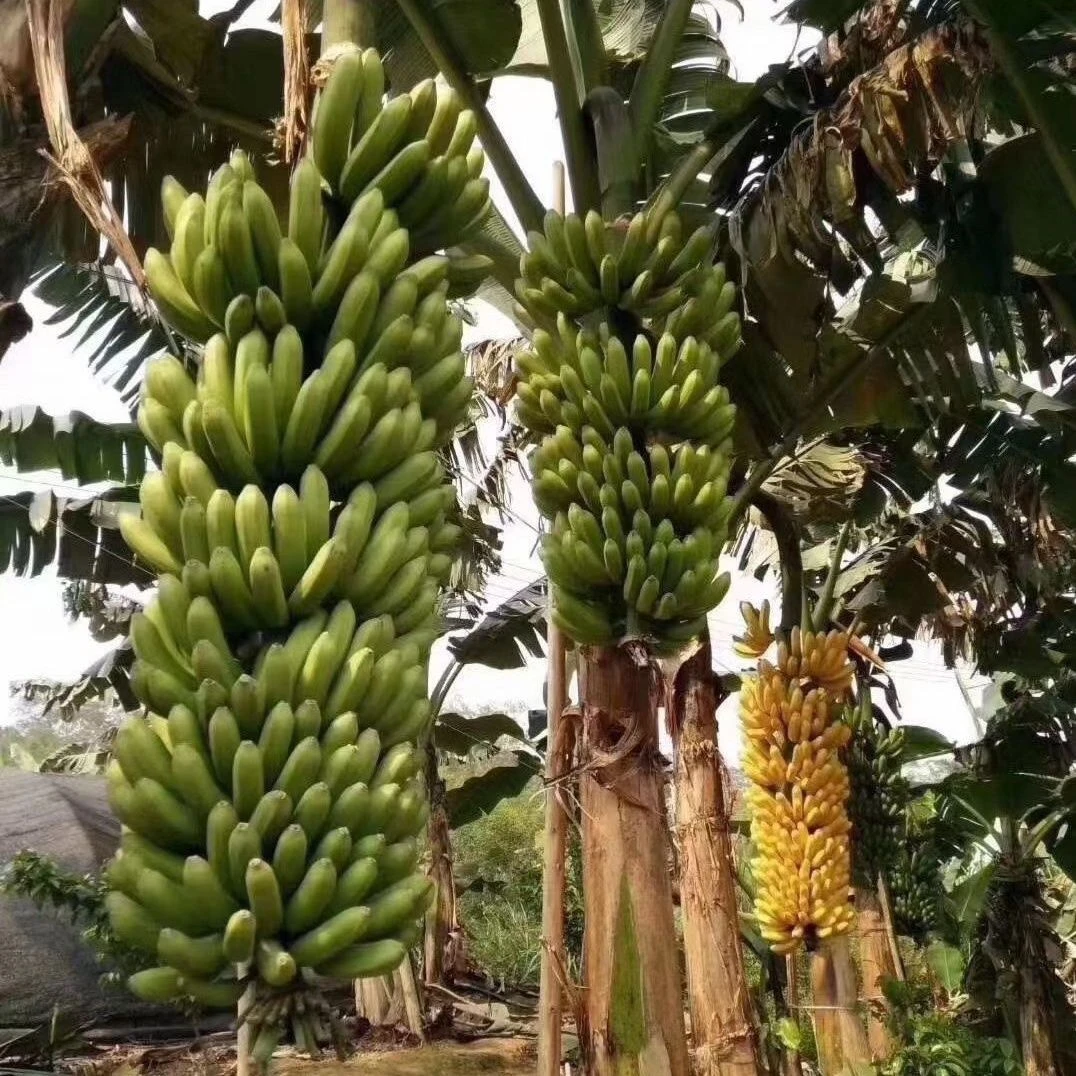 香蕉树苗高产中蕉9号香蕉威廉斯B6广西组培苗当年结果带土带叶发