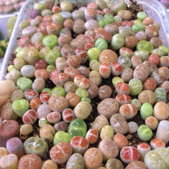 8209，彩色小苗2年优选