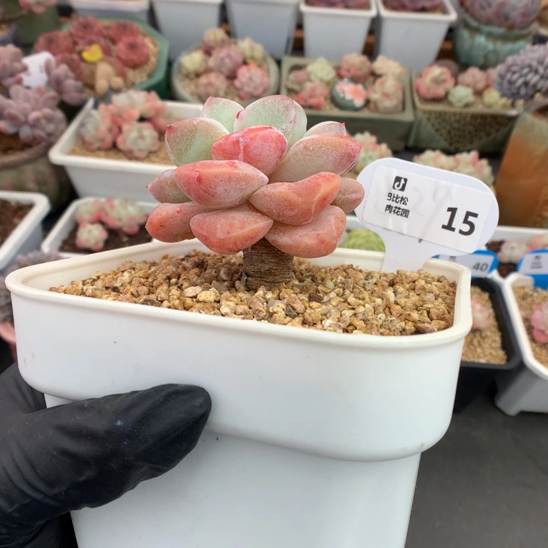 15 粗腿母本冰玉石化