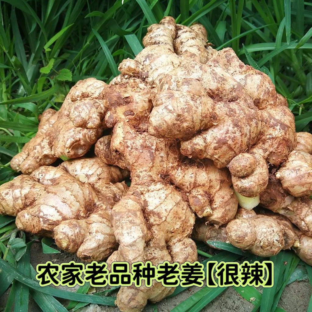 正宗品种小黄姜新鲜现挖香辣十足可做月子姜产地精品生姜老姜妻子
