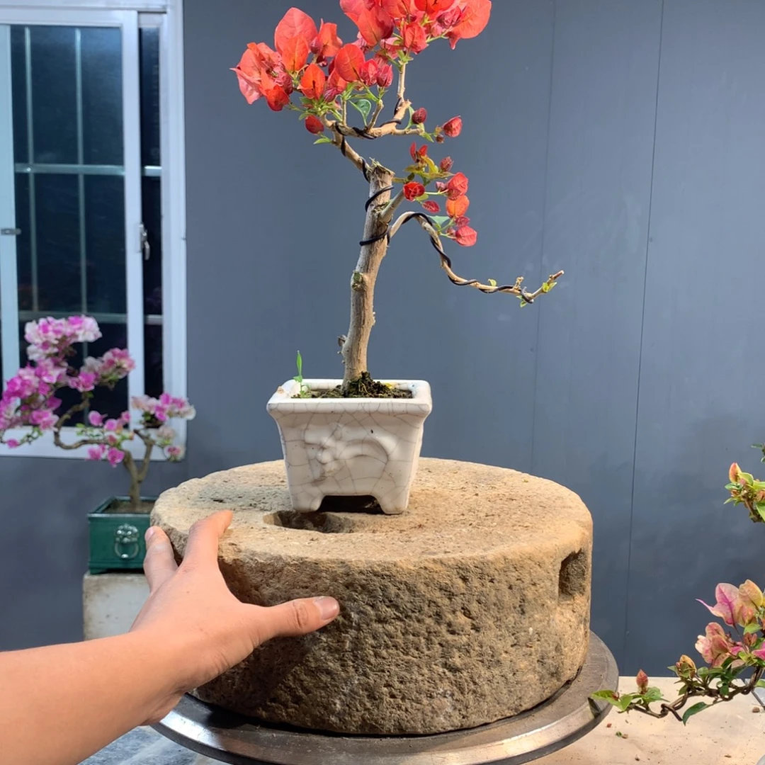 大量花朵（建议范围：8朵-15朵 或40%以上）