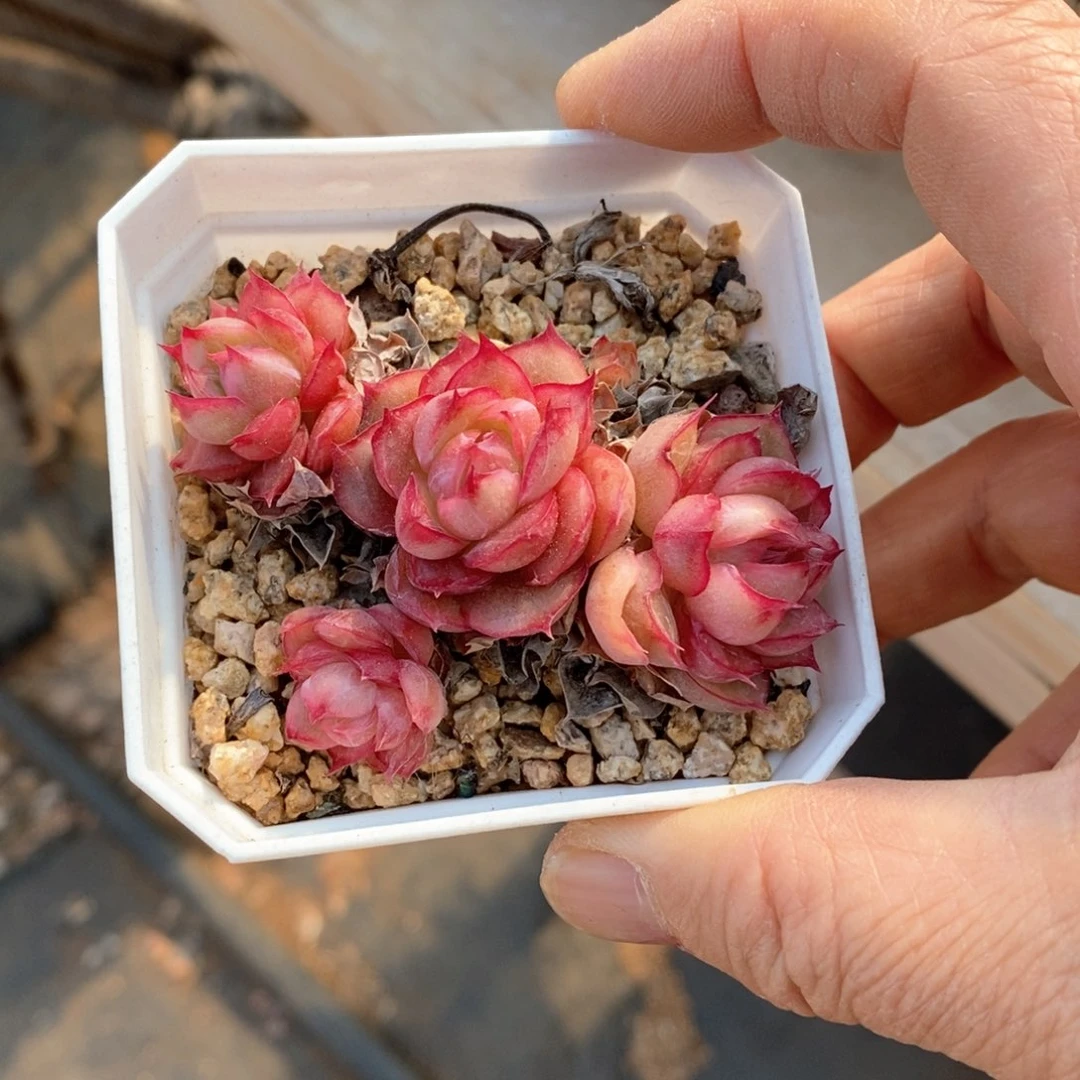 精品多肉一物一拍不包整197