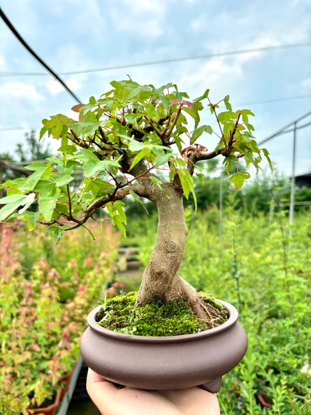 小叶红芽三角枫唐枫盆景老桩桌面绿植庭院创意中式紫砂盆栽精品