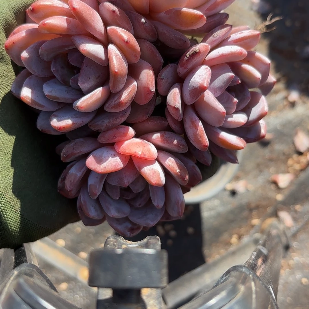 016四个头包邮包邮包邮