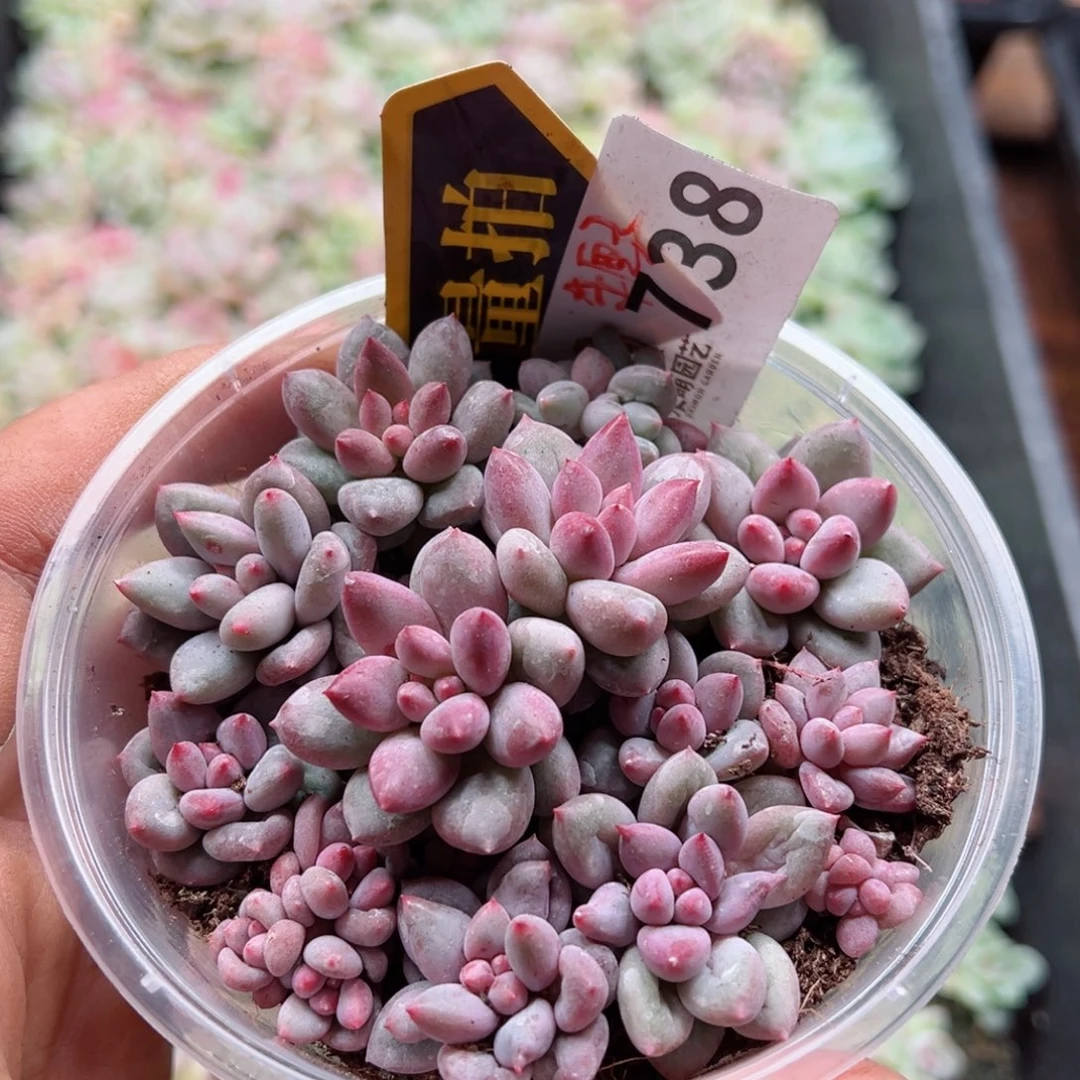 多肉植物多肉植物