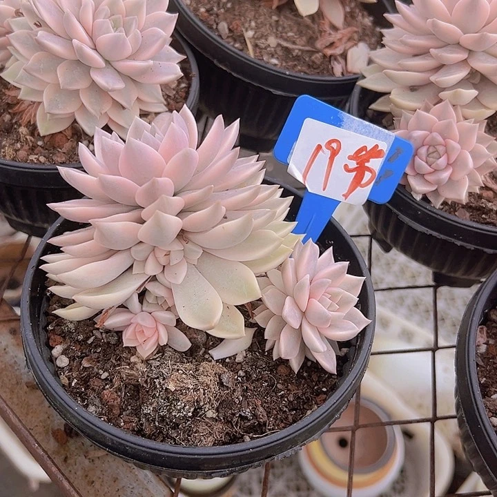 19丽娜锦带盆多肉
