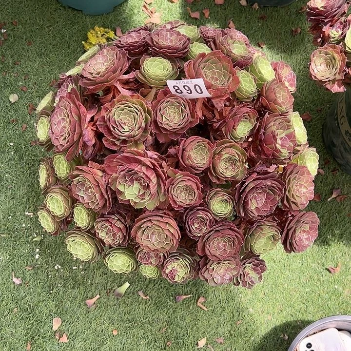 无花朵890花月夜老庄多肉植物