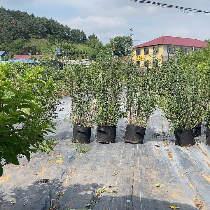 完全开放小叶丁香6盆，包邮，750