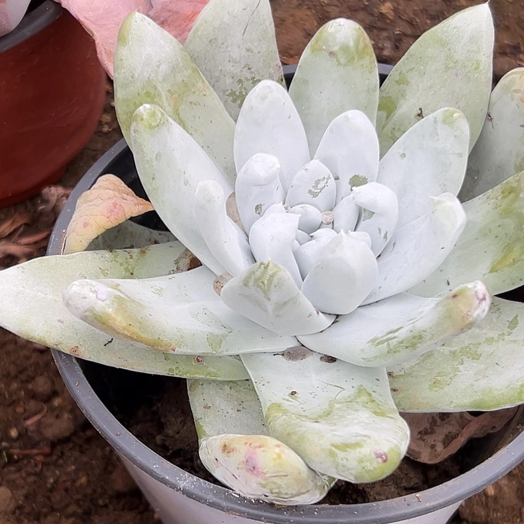 多肉植物拇指仙女杯