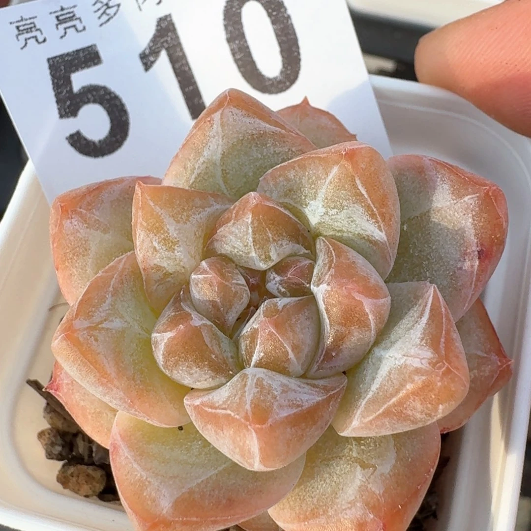 粉钻            多肉植物