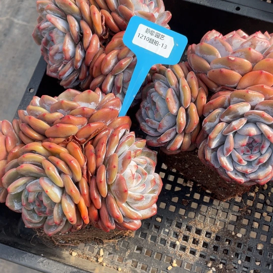 1210-13-母本石榴籽星影一颗